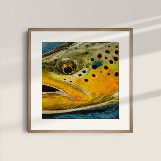 "Brown Trout" Metallic Paper Print