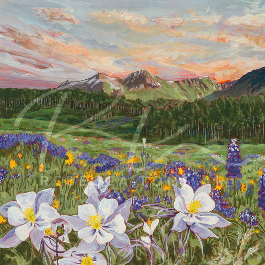 "Colorado Columbine" Print